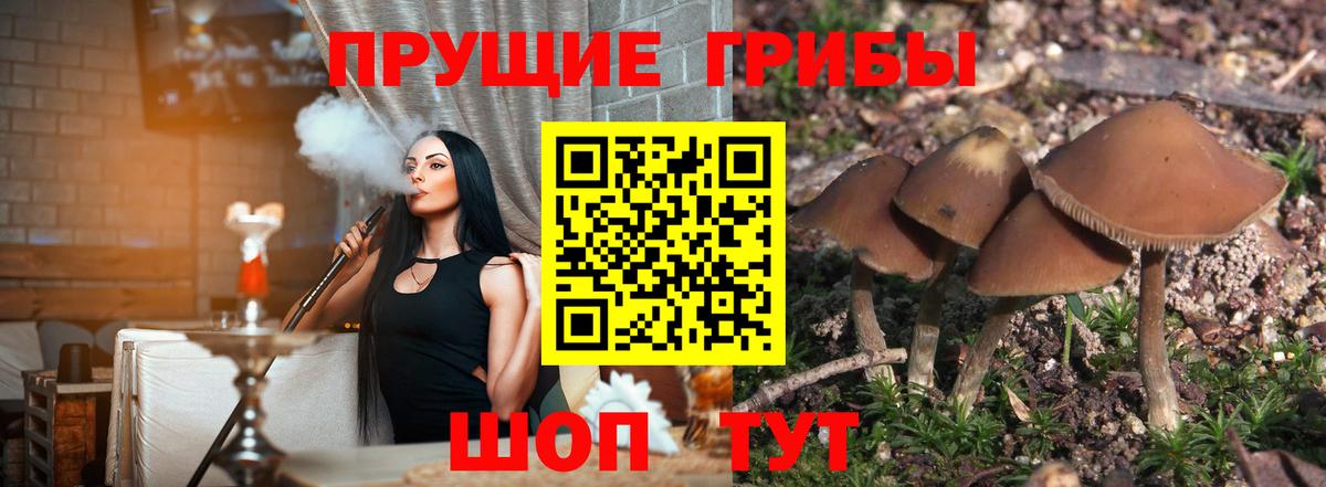 Галлюциногенные грибы Psilocybine cubensis Самара